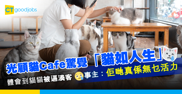 【貓咪咖啡館】光顧貓Cafe驚覺「貓如人生」 事主：完全體會到貓貓被逼湊客嘅感受！