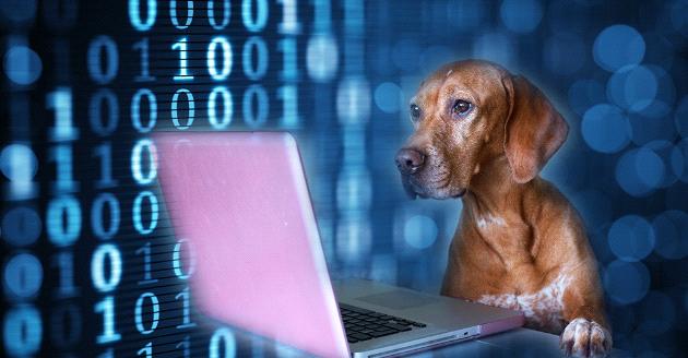 【筍工快報】自嘲「IT狗」但其實好搶手？ Fresh Grad就已經月入$2萬！ 